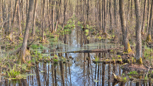 trees reflection nature forest vanishingpoint spring woods perspective poland polska brook marshland qba qbafrompoland