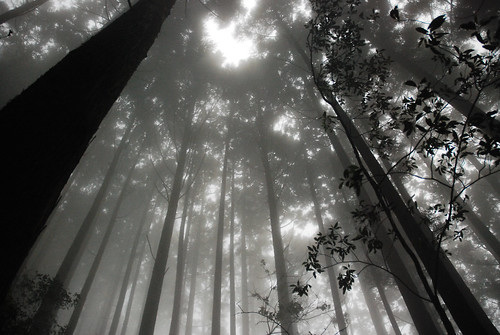 mist nature forest naturelandscape ilobsterit