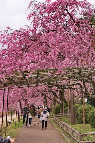 【写真】2013 桜 : 半木の道/2021-11-05/IMGP9472