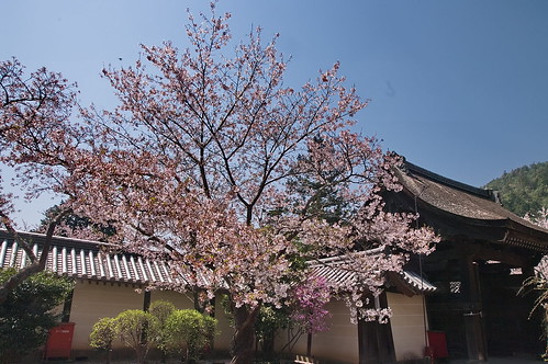 【写真】2013 桜 : 毘沙門堂/2021-03-09/IMGP9931