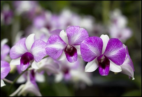 Orchid at the Botanic Garden Phuket