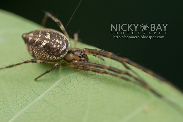 Big-Jawed Spider (Tetragnathidae) - DSC_0165