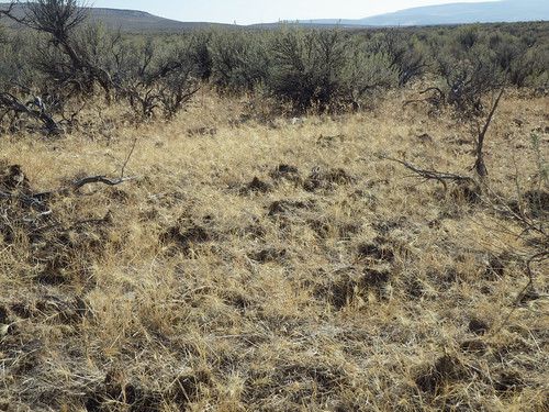 idaho habitat cheatgrass bromustectorum disturbedsite sagebrushsteppe wyomingbigsagebrush artemisiatridentatawyomingensis taeniatherumcaputmedusae medusaheadwildrye