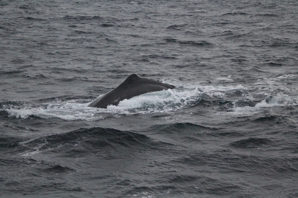 Balene isole Lofoten - www.fraintesa.it