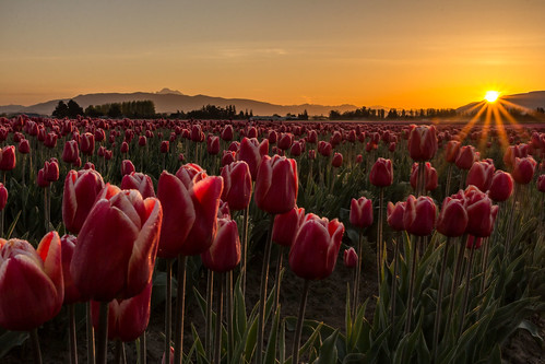 flowers sunrise washington day unitedstates tulips clear mountvernon skagitvalley 2014 pwspring