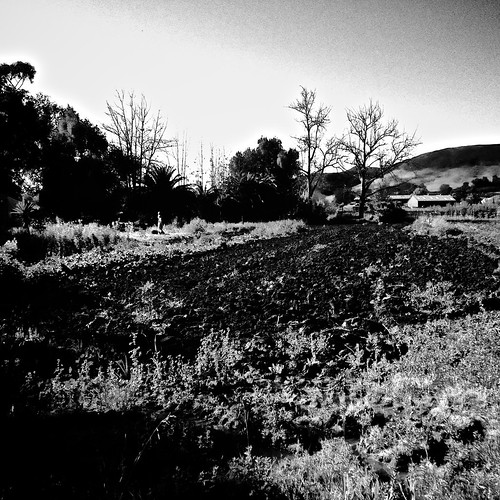 blackandwhite bw square 365 day60 aphotoaday flickrfriday cultivatedlandscape iphone365