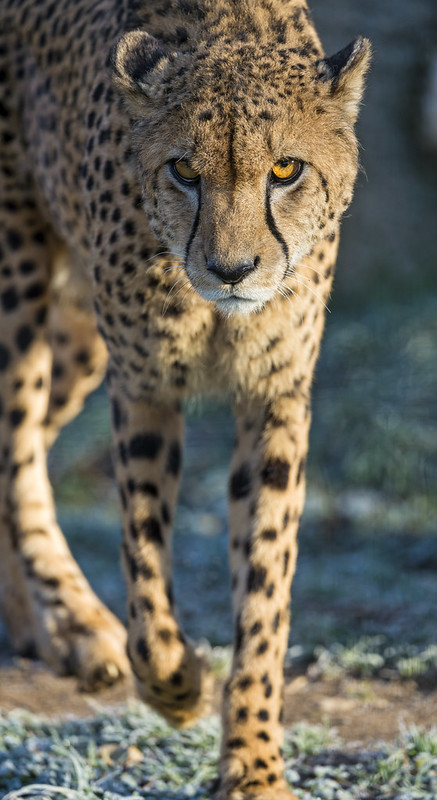 Walking cheetah II
