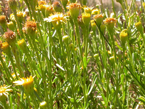 spain plantas amarilla aragón inula compuestas magallón inulacrithmoides floraibérica caméfito ínulas lagunasdemagallón