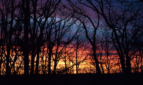 trees sunset tree dusk