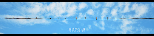 blue sky birds azul poste céu fio pássaros puleiro nikond5100 brunocaimi