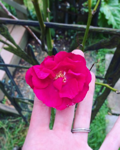 Hot pink trellis rose. 💖