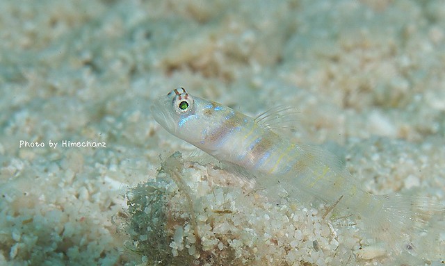 ヒメダテハゼの幼魚