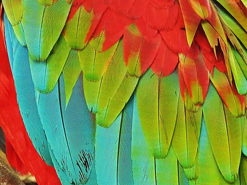 travel macro peru wildlife feather parrot pacoalfonsocom