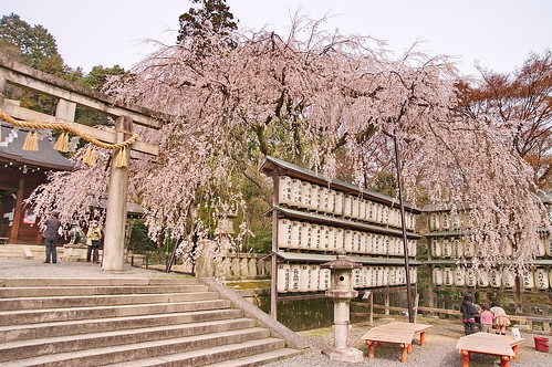 【写真】2013 桜 : 大石神社/2021-10-05/IMGP9011