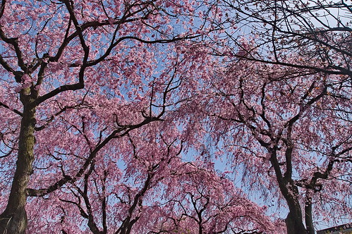 【写真】2013 桜 : 原谷苑（２）/2021-02-05/IMGP9966