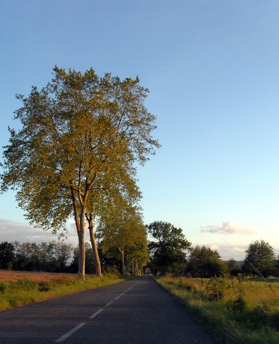 road trees alberi landscape strada campagna paesaggio platani