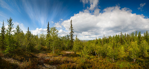 wood travel wild summer sky panorama terrain cloud plant color tree green tourism nature ecology grass closeup zeiss forest season landscape outdoors leaf bush woods flora scenery day view bright russia outdoor background wildlife north scenic sunny fresh clean explore valley lee nordic birch wilderness polar northern botany russian tundra taiga moist distagon uncultivated carlzzeiss distagont2821 czdistagon czdistagoncom