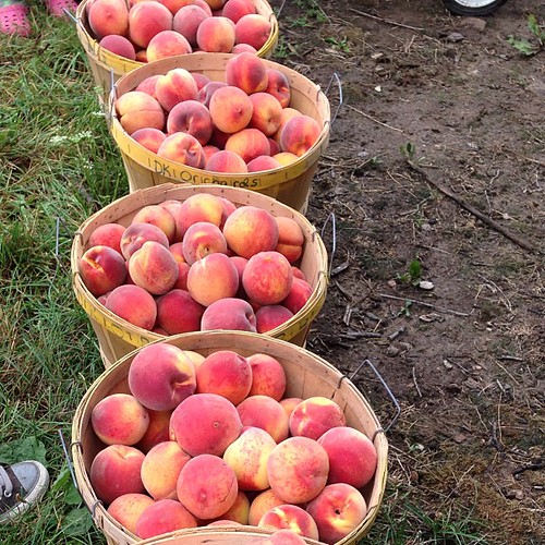 I may have bit off more than I can chew...... What are your favorite ways to eat and preserve peaches?