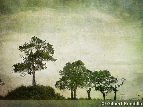 camera trees painterly tree texture digital landscape nikon philippines getty digicam tagaytay hilltop gettyimages colorimage tagaytaycity l110 gilbertrondilla gilbertrondillaphotography gettyimagescollection