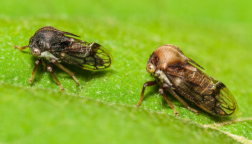 insect costarica hemiptera auchenorrhyncha neotropical talarimountainlodge boocerini