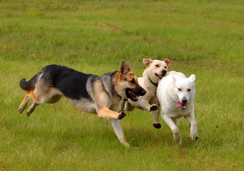 Dogs at play