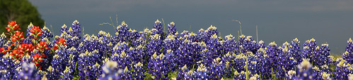 flowers grass spring flora texas wildflowers np ennis plains bluebonnets indianpaintbrush eastersunday elliscounty wyojones