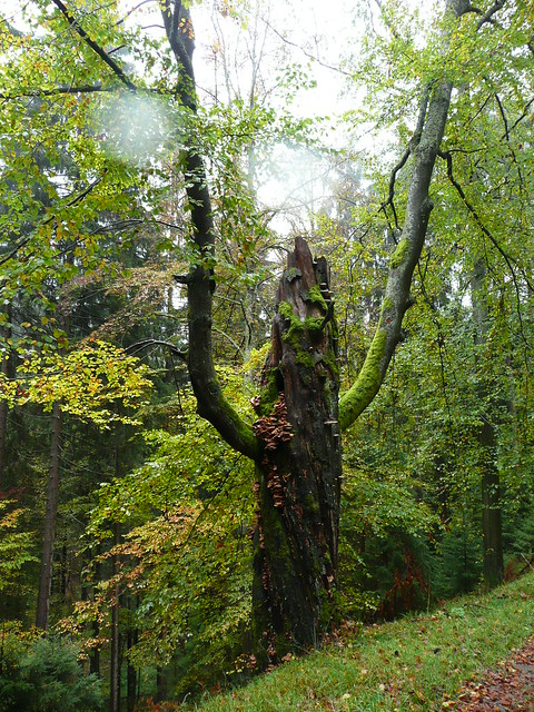 Baum , bei Cursdorf 2009