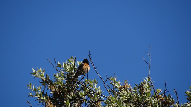 Common Redstart