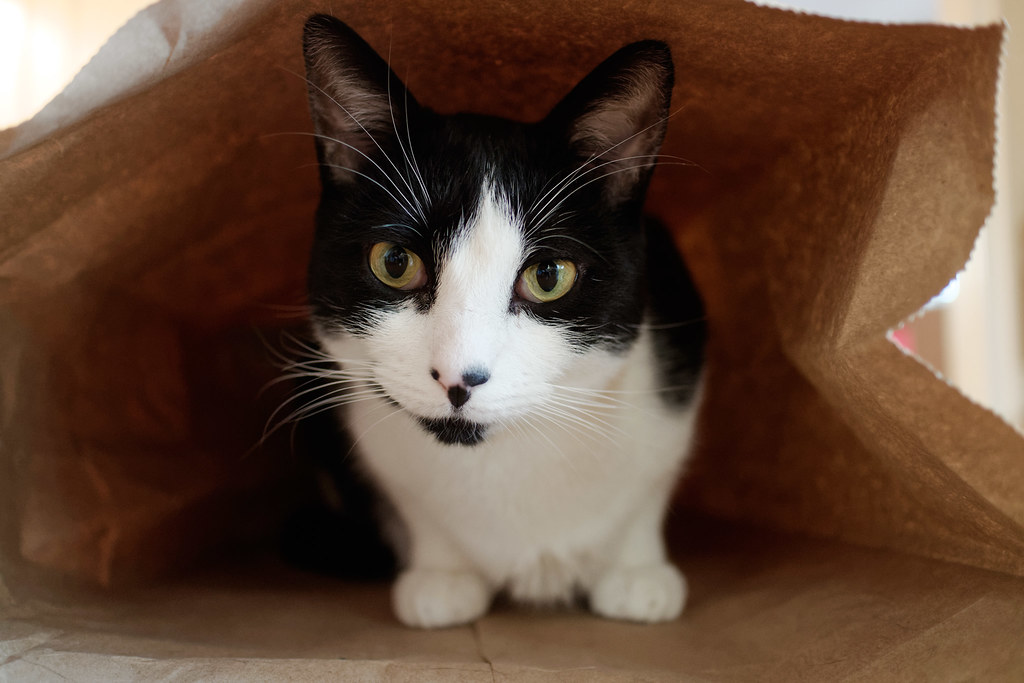 Our black-and-white cat Boo sitting in a paper bag