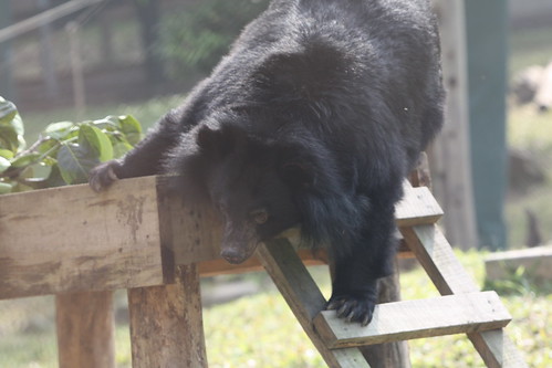 Moon bear Cat Ba explores her new enclosure in the sun