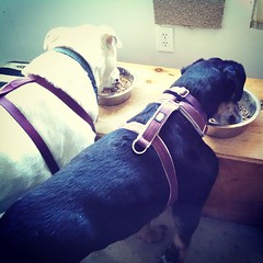 Zeus and Lola enjoying breakfast. You can see how badly the #Osteosarcoma has destroyed her shoulder area. #CancerSucks #BoneCancer #dobermanmix #seniordog #ilovemyseniordog #ilovemydogs #Heartbreaking