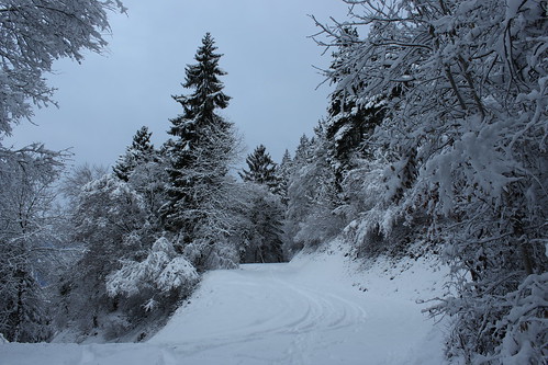 nature suisse hiver arbres neige valais forêts