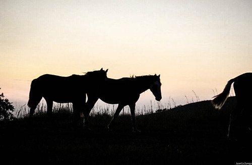 travel sunset horses horse caballo atardecer caballos costarica silhouettes explore atenas discover puravida canoneoskissx7 vistasatenas jczuniga
