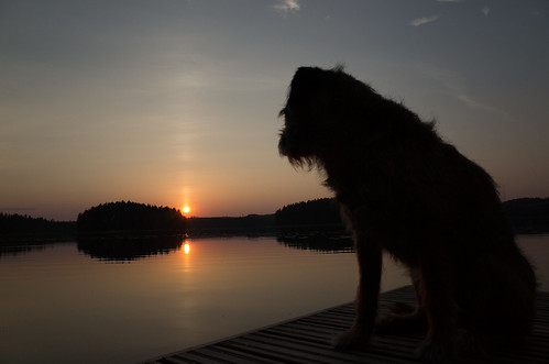sunset dog finland gr ricohgr borderterrier summercottage herkko yläkintaus
