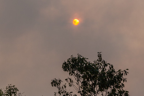 trees sun nature nationalpark haze smoke australia outback kakadu billabong northernterritory gungarre