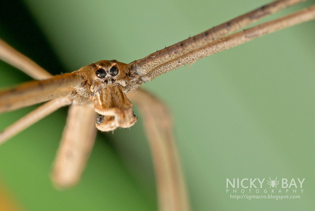 Net-Casting Spider (Deinopis sp.) - DSC_1700