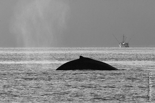 sea water alaska landscape still cruising northamerica activity bodiesofwater whalewatching behaviors hoonah unitedstatesnorthamerica 3events pedunclearch 1geotag 4subjects