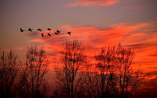 trees sunset sky silhouette geese flight