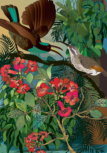 Paradise Riflebird, native Vireya