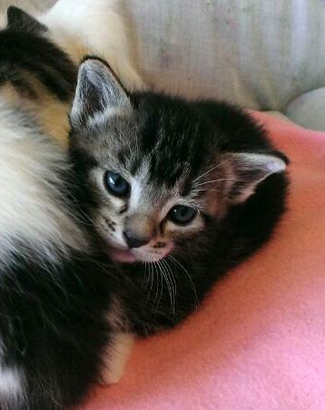 Grissom, gatito atigrado pardo tabby nacido en Marzo´14 en adopción. Valencia. ADOPTADO. 13610577444_0b8b271445