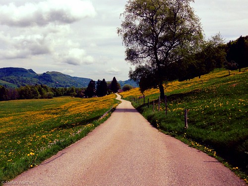 street way landscape schweiz strasse meadow wiese wiesen blumen gelb landschaft solothurn weg blumenwiese mümliswilramiswil