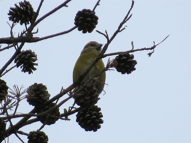 Red Crossbill at Sand Ridge State Forest in Mason County, IL 01