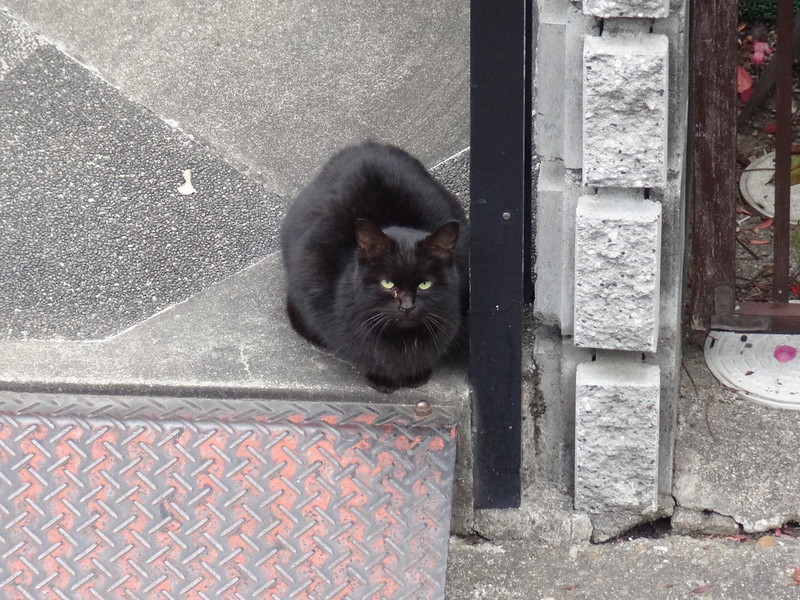 最近姿を見せるようになった黒猫