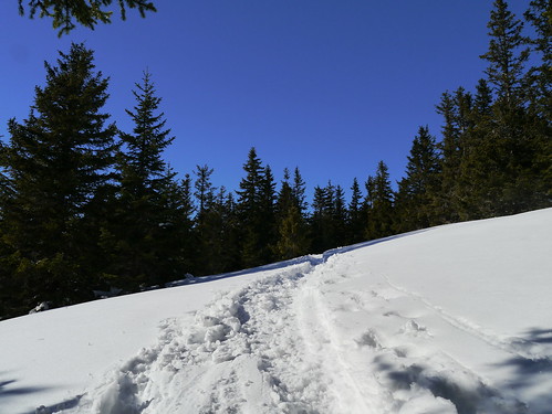 schnee trees winter snow forest austria österreich wald bäume niederösterreich steiermark fichten firs styria loweraustria wechsel mönichkirchen
