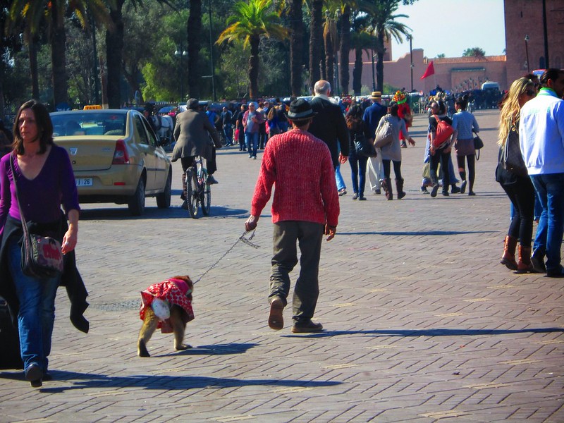A Wander Through the Souks of Marrakech