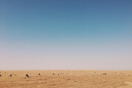 california landscape sheep iphone losthills vscocam uploaded:by=flickrmobile flickriosapp:filter=nofilter
