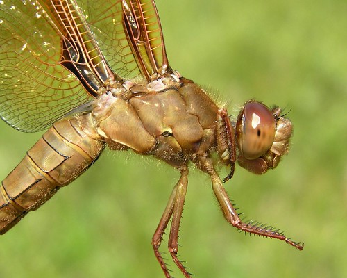insect dragonfly skimmer odonata libellulidae anisoptera flameskimmer libellulasaturata