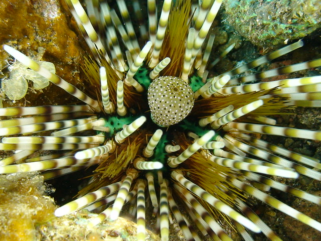Echinothrix calamaris urchin ind12b 0149