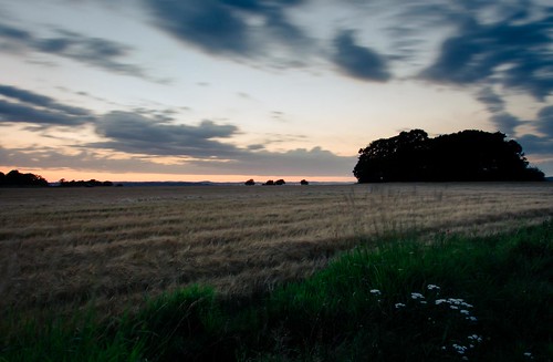 trees sunset sky sunlight flower green field grass silhouette clouds evening sweden meadow swedish peddanfoto
