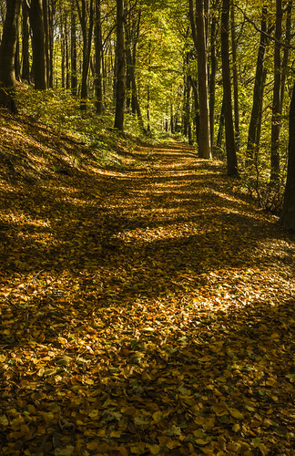 autumn derbyshire autumncolours chesterfield fallenleaves woodlandpath minoltaamount linacrereservoirs linacrewood